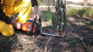 Reliable Ninnekah, OK Tree Care Solutions