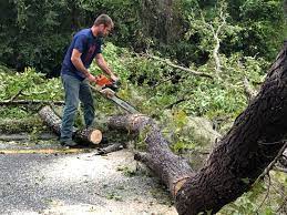 How Our Tree Care Process Works  in  Ninnekah, OK